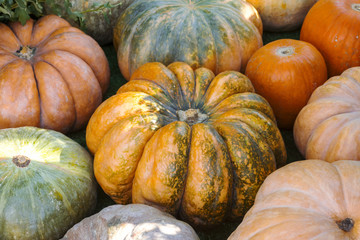 Different varieties of squashes and pumpkins.