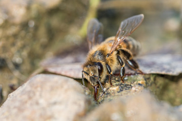 Honigbiene beim trinken in einer Schlammpfütze, Deutschland