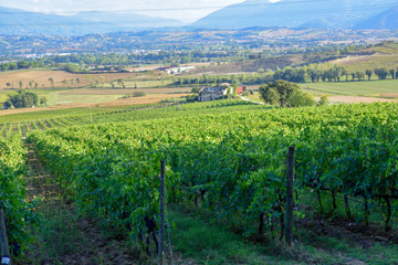 Fototapeta na wymiar vineyard in the Italian countryside