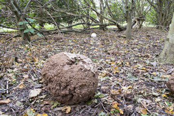 Giant Puffball Mushroom Calvatia Gigantea South Yorkshire UK