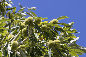 Chestnut tree full of curls and green leaves in a blue sky