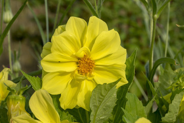 Fototapeta premium Dahlia à fleurs semi-doubles aux pétales de couleur jaune