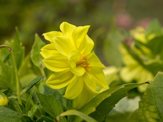 Fototapeta premium Dahlia à fleurs semi-doubles aux pétales de couleur jaune