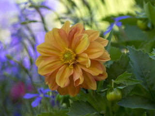 Dahlia à fleurs semi-doubles aux pétales de couleur orange