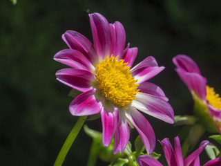 Obraz premium Dahlia à fleurs simples aux pétales de couleur fuchsia nuancées de blanc