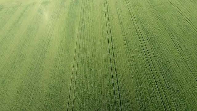 Texture of wheat field. Background of young green wheat on the field. Photo from the drone. Aerial photo of the wheat field.