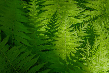 warm_sun_on_ferns