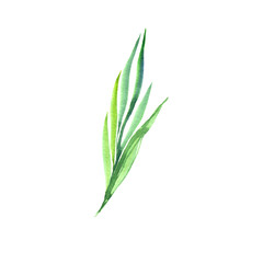 The bush is made in watercolor. Isolation on a white background. Element of nature