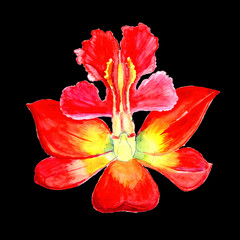 Watercolor pink and white lilies. You can use it for postcards, for congratulations, for your birthday, for your wedding day. © Юля Кобзарь