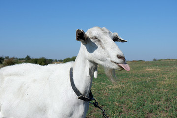 The goat is fooling around, grimacing. Animal emotions