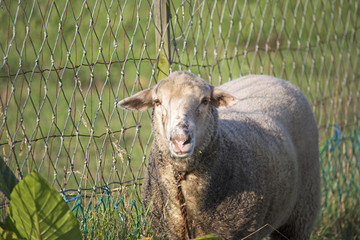 Close up of dirty white sheep looking at camera, next to rustic and crooked chain fence.