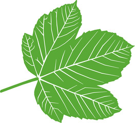 Green leaf on white background
