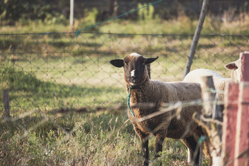 Brown sheep with black face and white spot in nose looking at camera. Field of grass with rustic and crooked chain fence