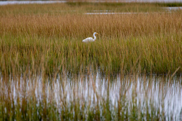 Obraz na płótnie Canvas great white heron or egret standing in the marsh