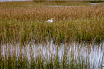 Obraz na płótnie Canvas great white heron or egret standing in the marsh