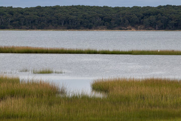 marshland with water.  auburn and green grasses