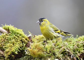 Erlenzeisig Männlich