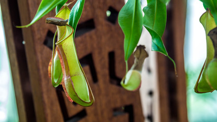 Nepenthes sp.,tropical exotic carnivorous plant used as indoor decoration garden