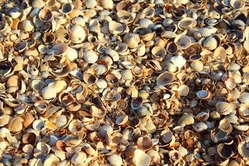 Shell beach. Close-up. Background. Texture.