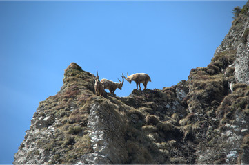 Steinb&ouml;cke auf dem Berg