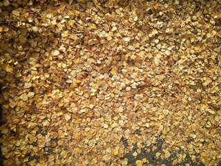 yellow and dry birch leaves lie on the asphalt in a heap of texture