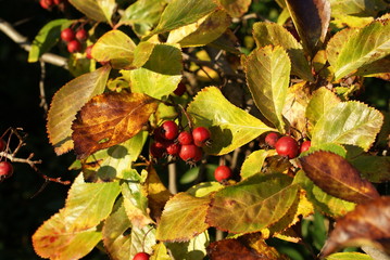 Beautiful garden tree with red berry wild nature in Autumn septemeber