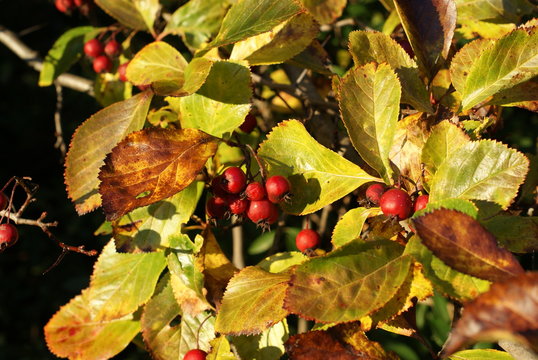 Beautiful garden tree with red berry wild nature in Autumn septemeber