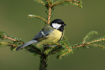 Obraz premium Great tit, Parus major