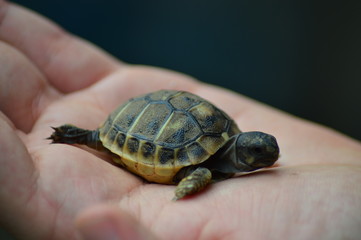 Tartaruga neonata