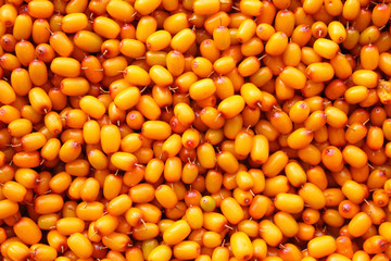 Ripe orange sea buckthorn. Close-up. View from above. Background. Texture.