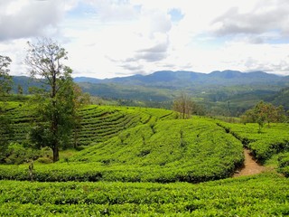 Tea plantations in Nuwara Eliya