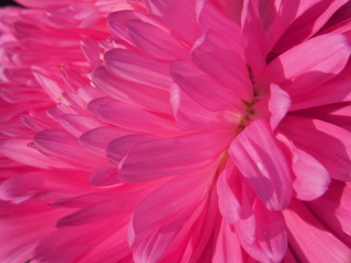 Close-up of the Aster Bud. Rose petals. Garden flower.