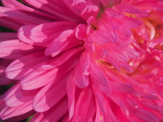 Fototapeta premium Close-up of the Aster Bud. Rose petals. Garden flower.