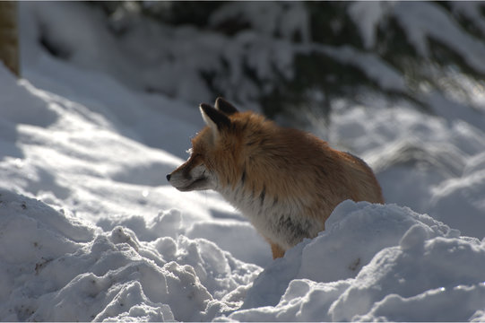 Rotfuchs im Schnee