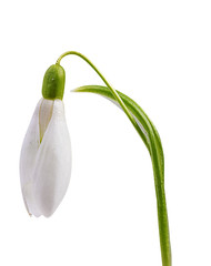 snowdrop isolated on white background