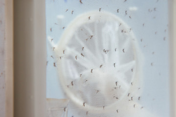 Mosquitoes in the laboratory