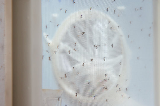 Mosquitoes in the laboratory