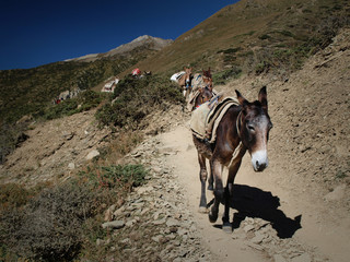 Mules in Nepal