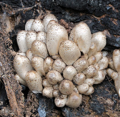Large group of Coprinopsis atramentaria or Common ink cap mushrooms