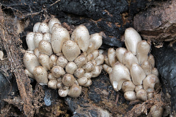 Large group of Coprinopsis atramentaria or Common ink cap mushrooms