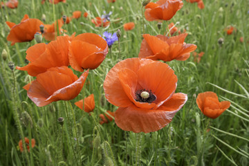 Close up. A field full of poppy flowers. Clouds before storms.