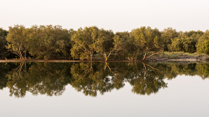 Reflection of Mangrove trees in the water