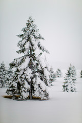 Winter Trees 32