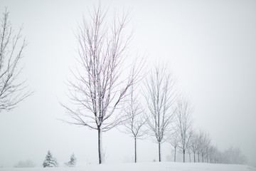 Winter Trees 31