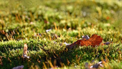Beautiful colorful autumn leaves In the moss in the woods. Natural blurry background in autumn sunny day.