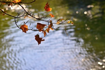 Beautiful colorful autumn leaves. Natural blurry background in autumn sunny day.