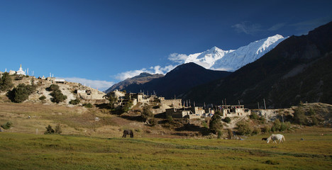 Horses under Annapurna mountains