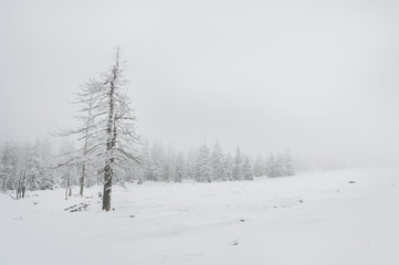 Winter time in the mountains. Trees covered with fluffy white snow, and in the background you can see thick milky fog. The ski season is fully winter