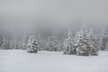 Winter time in the mountains. Trees covered with fluffy white snow, and in the background you can see thick milky fog. The ski season is fully winter