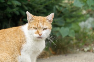 Cat in the garden. Slovakia